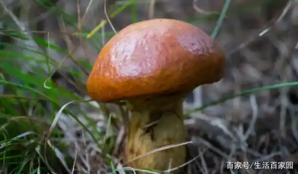 松蘑长什么样子的图片 松蘑有哪些功效与作用