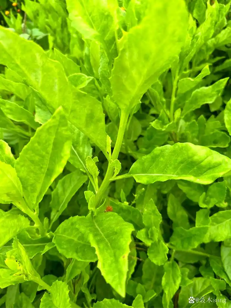 降糖草也叫长寿菜,富贵菜,对于三高的人群有奇特功效,每天坚持吃十来