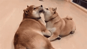 获取各种狗狗高清手机壁纸,喵星人汪星人表情包,欢迎关注可点官方微信