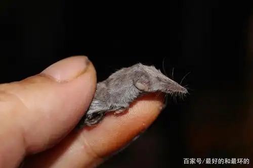 世界上哺乳动物最大的和最小的