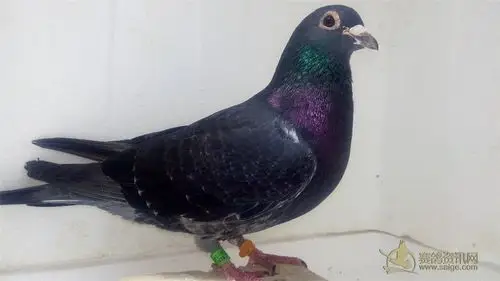 极品纯黑吴淞一对(公的牛眼,母的紫桃砂,已售广东鸽友)