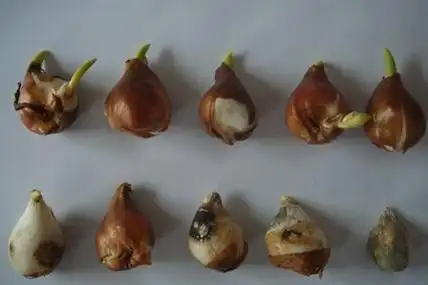 郁金香鳞茎腐烂了怎么办