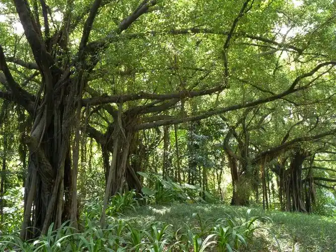 榕树长什么样子(榕树长什么样子图片大全 树干)