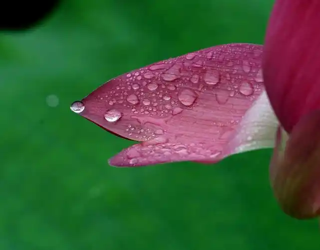 荷花上的水珠