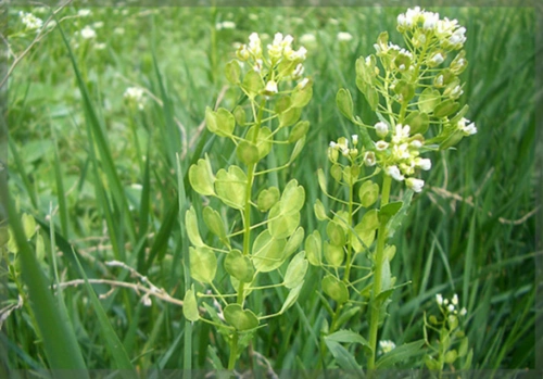 菥蓂"藏金"的故事