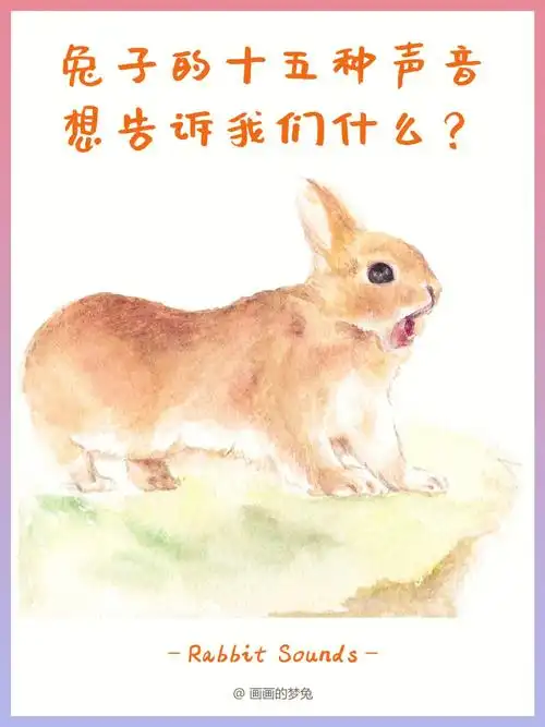 兔子的十五种声音,想告诉我们什么?