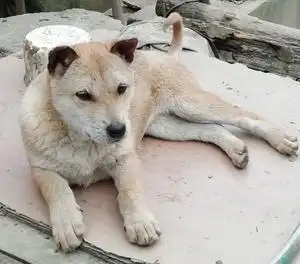 广西土猎贵州土猎下司犬猎狗,发情白面土猎小狗,上山积极,找老