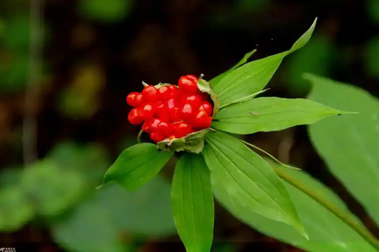 行摄飞扬秦岭花草81七叶一枝花