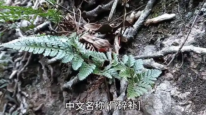 中文名称骨碎补别名崖姜 爬岩姜-三农视频-搜狐视频