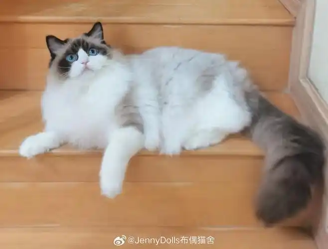布偶猫##正规布偶猫舍##萌宠集中营##每日萌宠打卡##南京上海北京