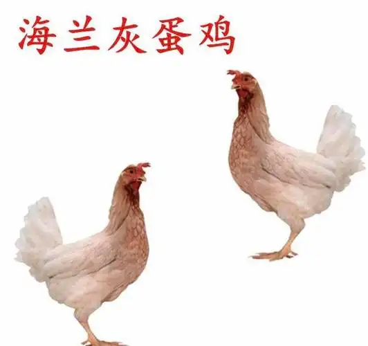 海兰灰鸡苗,专门产蛋鸡,价格优惠,欢迎订购