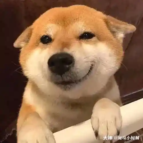 95动物表情包9592可爱微笑 _来自网易大神哈利波特魔法觉醒圈子