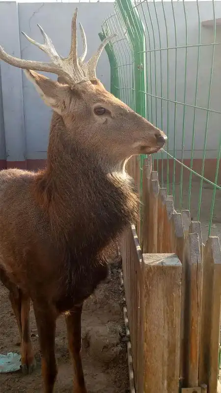 前   最佳答案 马鹿(学名:cervus elaphus)是仅次于驼鹿的大型鹿类,共