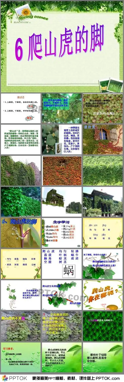 爬山虎的脚ppt课件