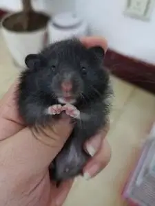 002人付款淘宝自家养殖的长毛纯银熊金丝熊虎纹熊奶牛熊黑熊眼圈熊