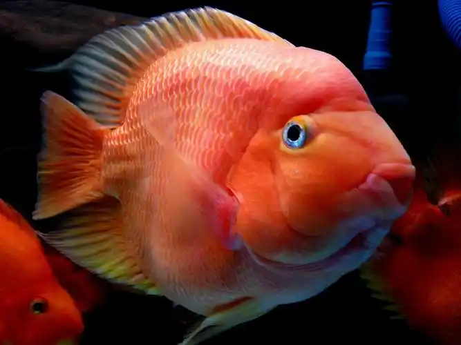 安徽红嘉农业科技有限公司