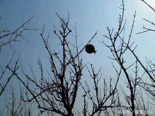 冬天,石榴树果子被人吃光了,光秃秃的的树枝带着尖锐的刺,我最喜欢看