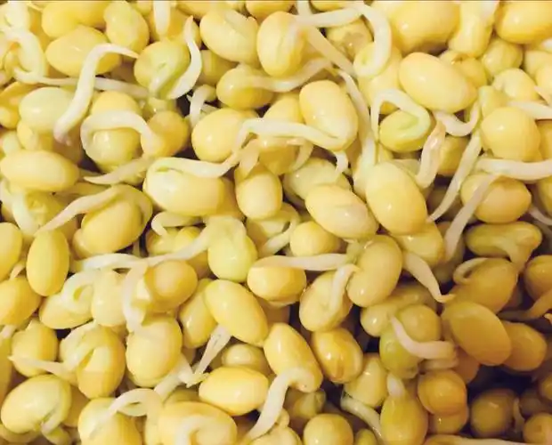 自发黄豆芽口感不错哦66