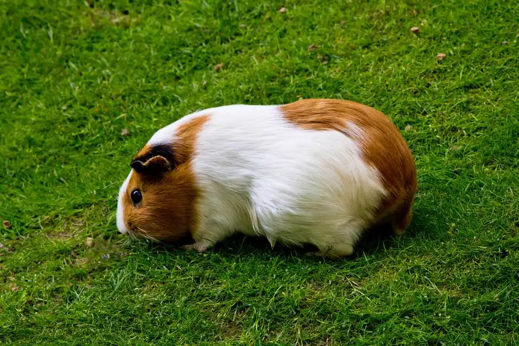 荷兰猪_荷兰猪图片_全景时尚