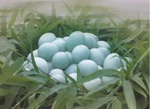 绿壳鸭蛋煮老鹰茶有功效吗(绿壳鸭蛋煮中药的功效与作用)