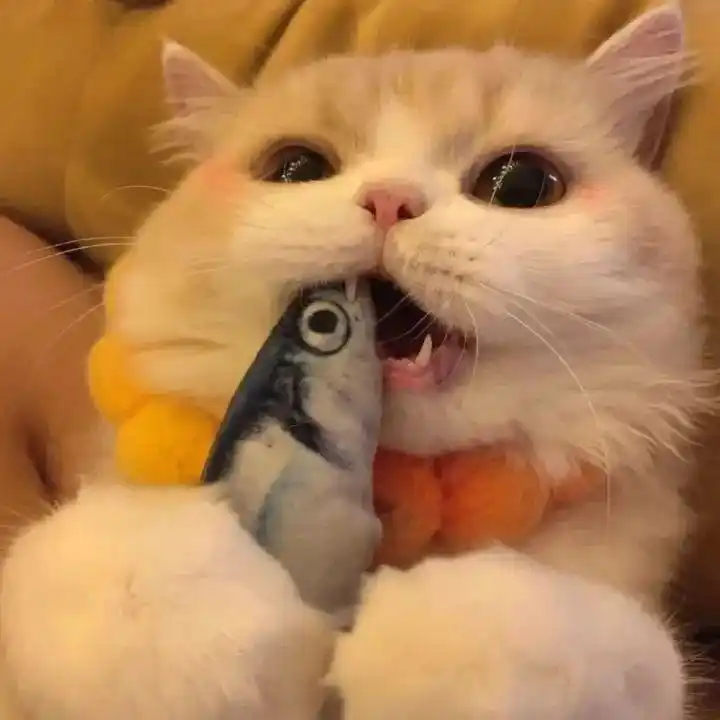 最近超火的猫咪头像～换一个吧