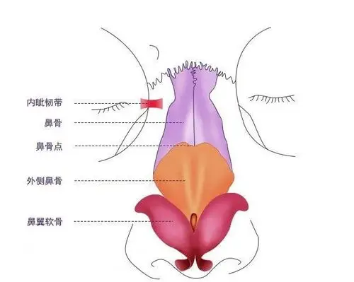 鼻翼缩小和鼻头缩小有什么区别吗?