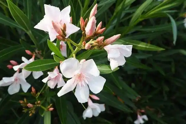 夹竹桃全身有毒,为什么能在南方城市烂大街?