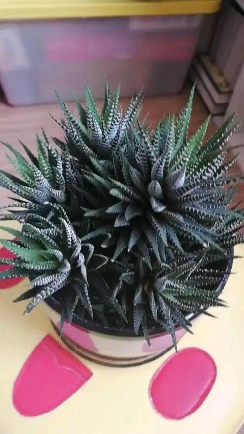 多肉十二卷开花啦