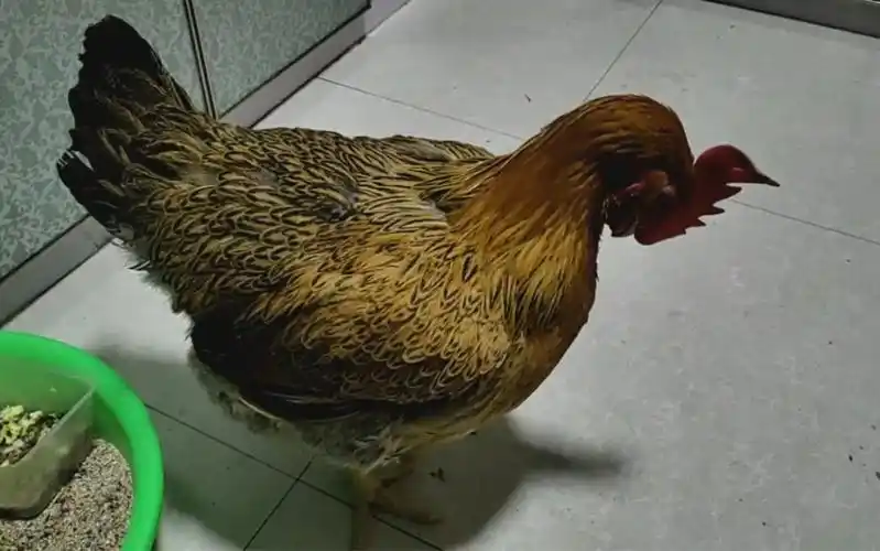 晚上加餐后,小花鸡梳一梳毛,准备睡觉