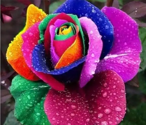 彩虹玫瑰的养殖方法(彩虹玫瑰的养殖方法视频)