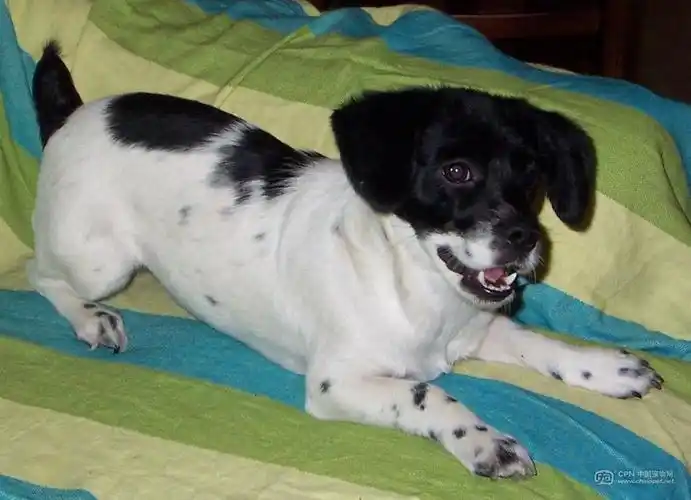 (北京)10月18日拣一小流浪病狗 黑白花 5个月大 经治疗已痊愈 开始找