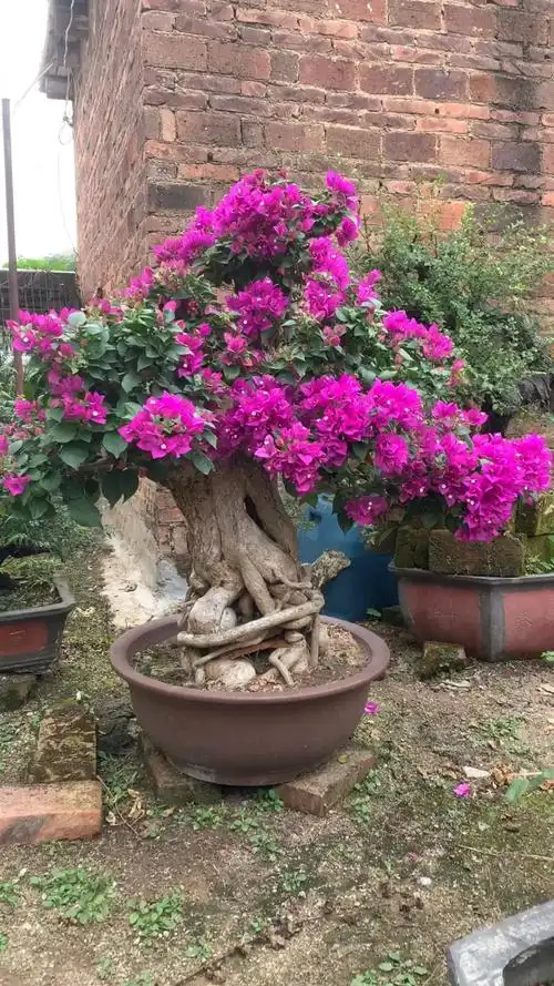 小叶紫三角梅老桩盆景