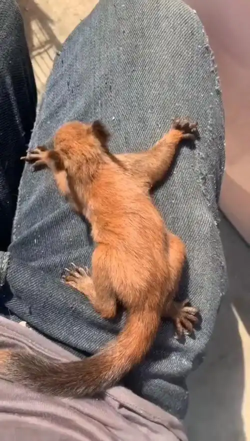 红魔王松鼠见过吗?