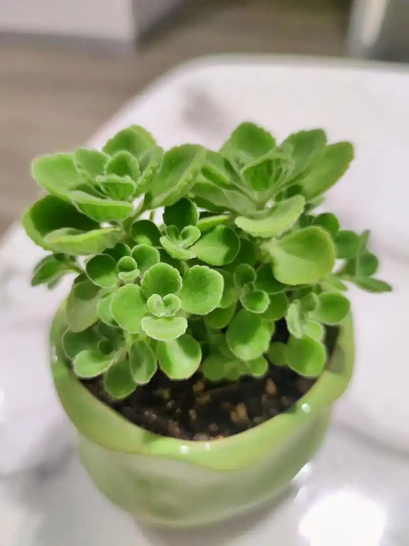 一抹香 碰碰香 植物界的楚留香,花语是吉祥如意,幸福乐观, - 抖音