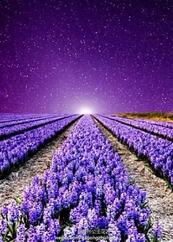 紫色薰衣草花语和寓意(紫色薰衣草花语和寓意是什么)