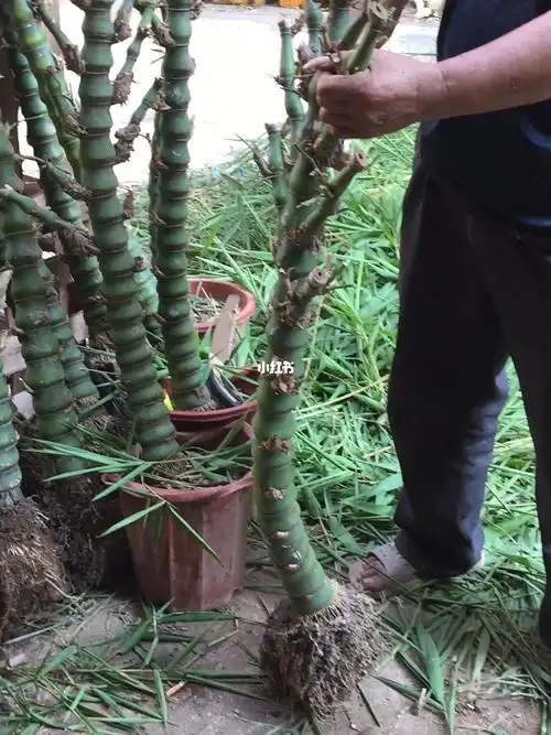 广西的大佛肚竹罗汉竹修剪发货