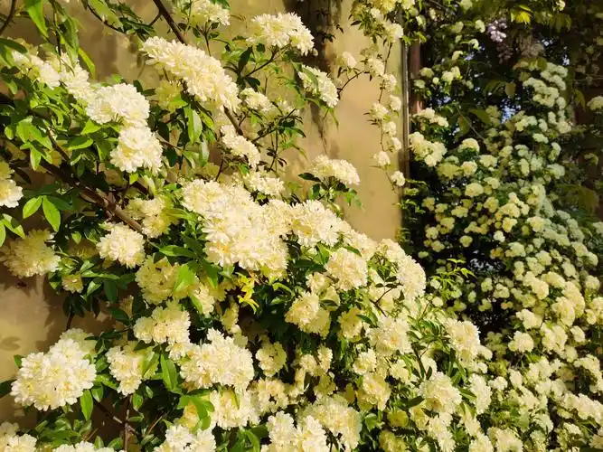 今天还是蔷薇科的木香花