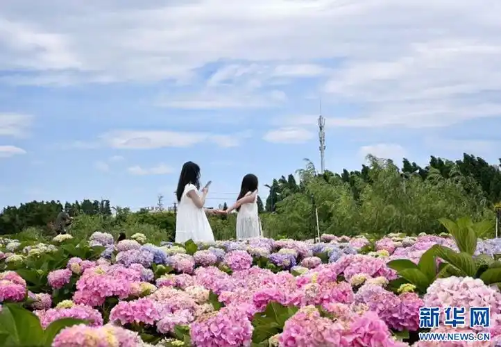 云南昆明绣球花盛放如海斑斓色彩似油画