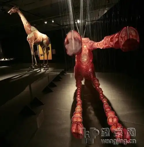 大连哈根斯价值70w一具的人体标本(慎进)