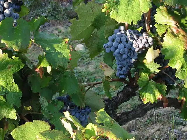 歌丽那史——grenache_白葡萄品种_法国红酒加盟代理_法国红酒代购