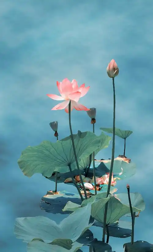 【~~画意荷花~~摄影图片】生态摄影_太平洋电脑网摄影部落