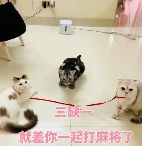 三缺一,就差你一起打麻将了