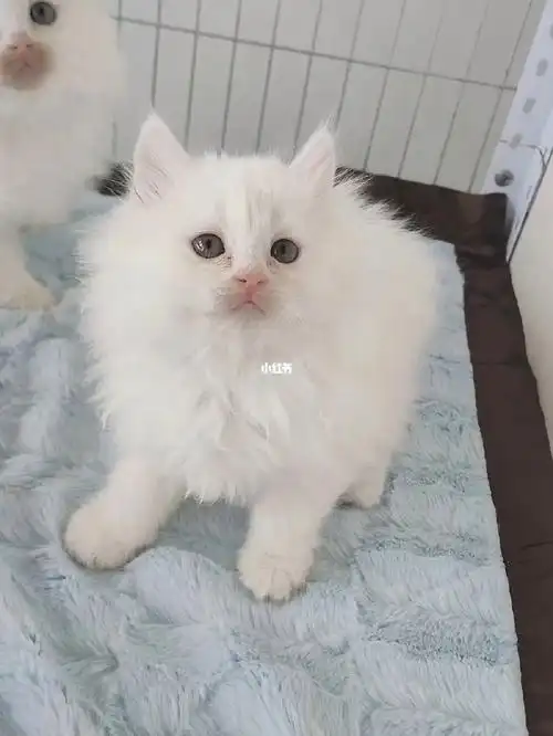 精品纯白爆毛狮子猫弟弟妹妹都有  棉花糖非常漂亮可