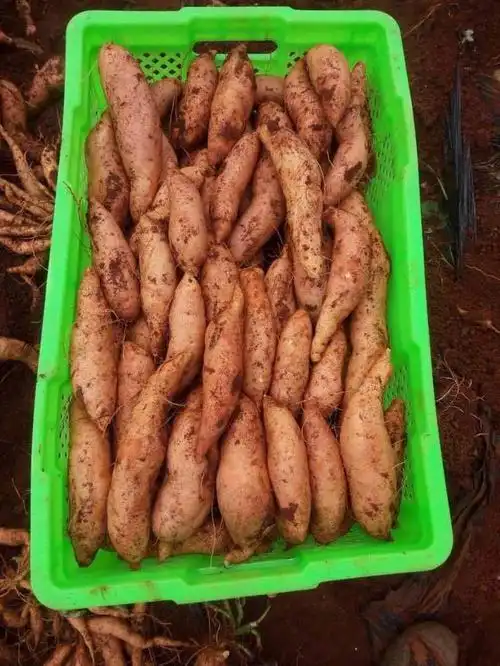 水果优选云南高原甜糯红薯