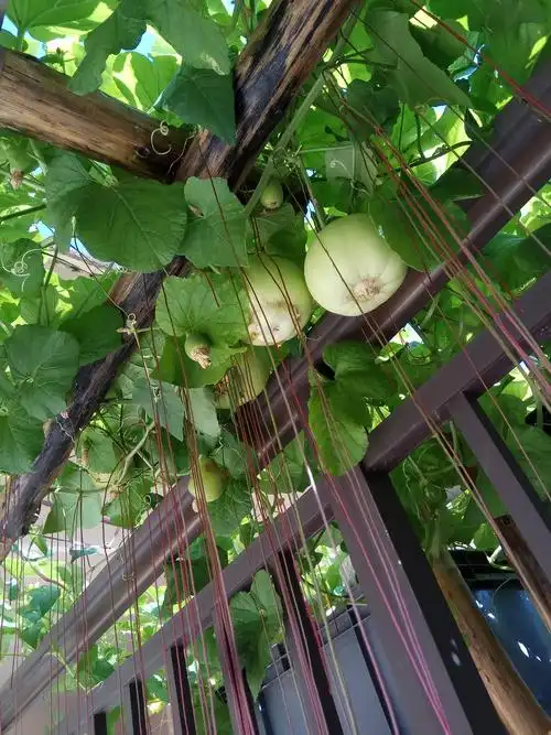 纪念下,第一枚收获的果实水培确实适合种甜瓜和藤蔓类植物,省事,营养