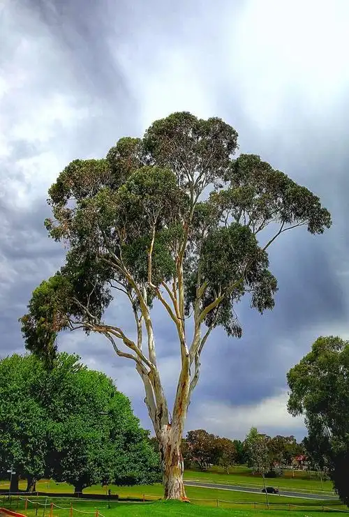桉树:澳洲森林大火的导火索