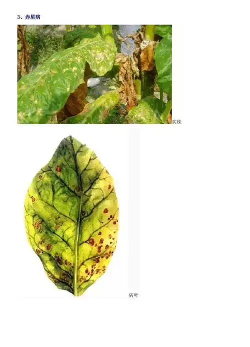 烟叶的14种主要病虫害防治图解_第4页