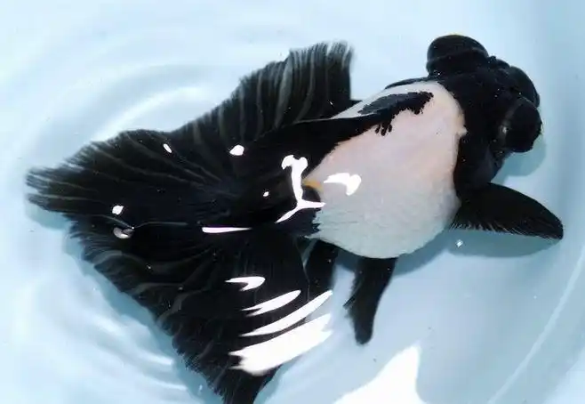 漂亮的蝶尾金鱼