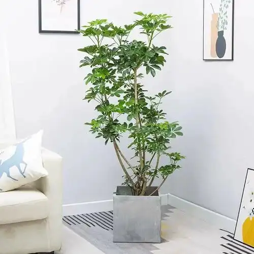 造型鸭脚木八方来财大型盆栽客厅室内办公室植物好养除甲醛植物