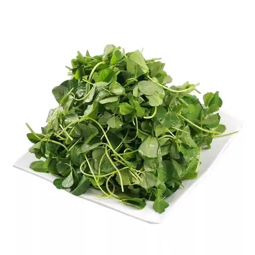 你把春天吃进嘴里了吗这几种野菜值得品尝